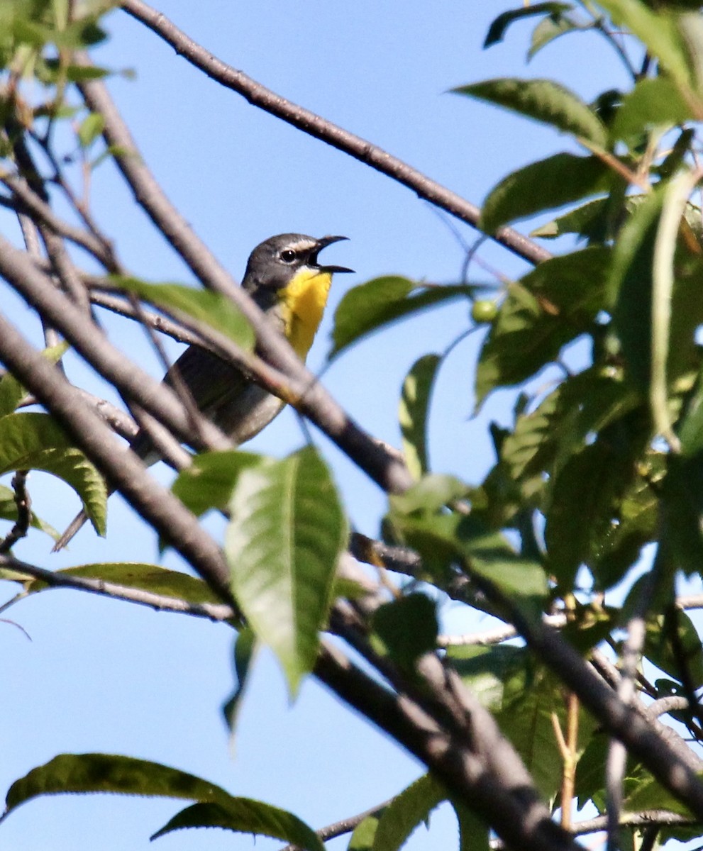 Yellow-breasted Chat - ML638142595