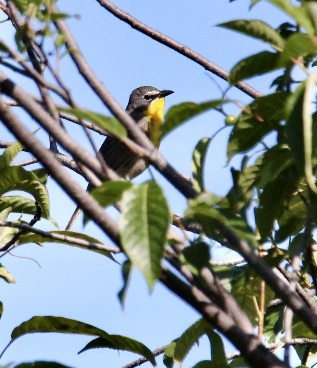 Yellow-breasted Chat - ML638142596