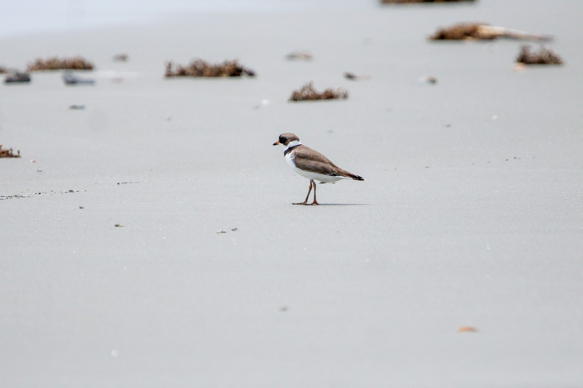 Semipalmated Plover - ML638142602