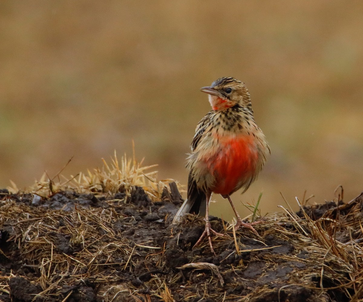 Rosy-throated Longclaw - ML638142615