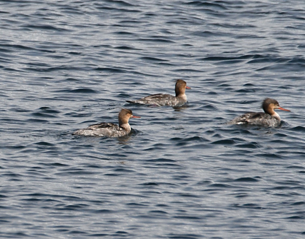 Red-breasted Merganser - ML638142629