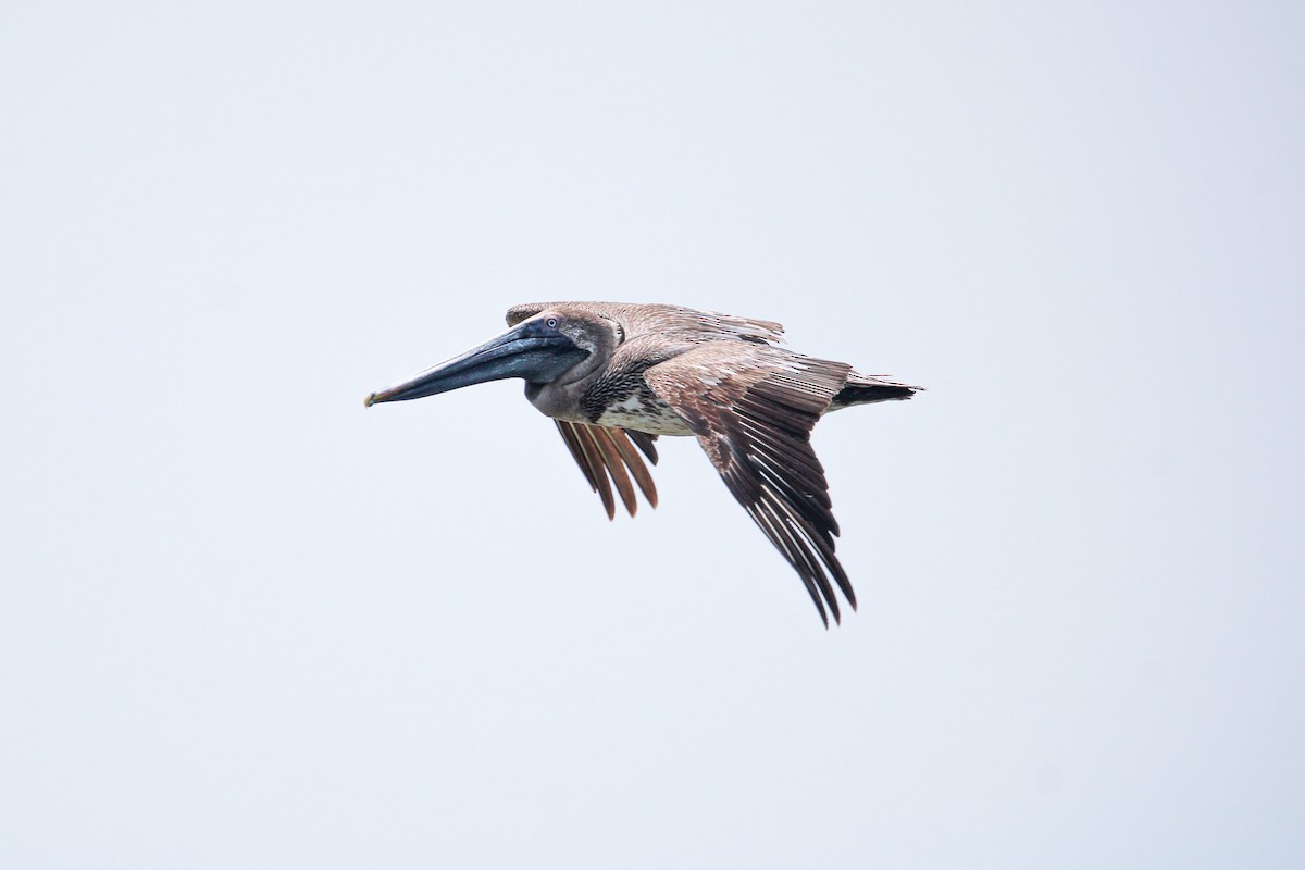 Brown Pelican - ML638142657