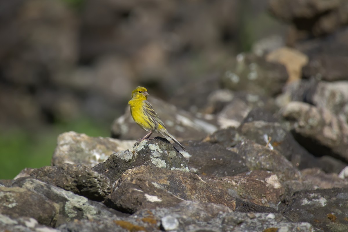 Island Canary - ML638142666