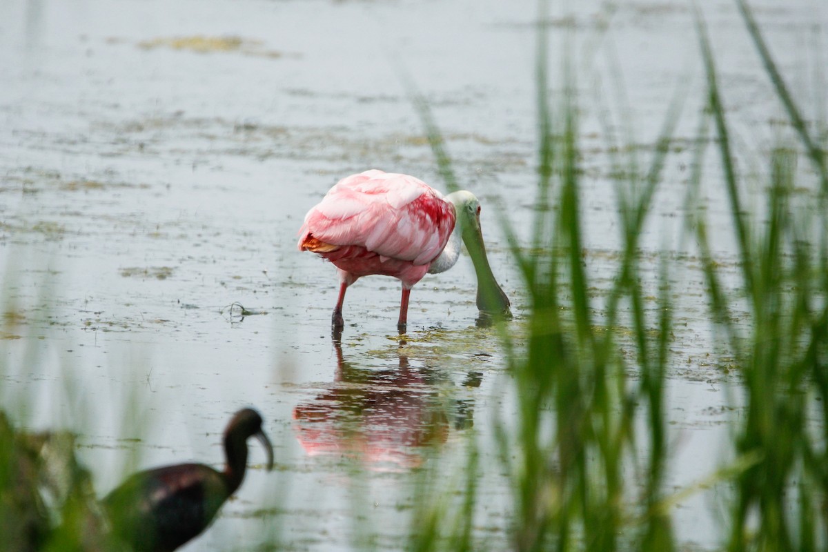 Roseate Spoonbill - ML638142667