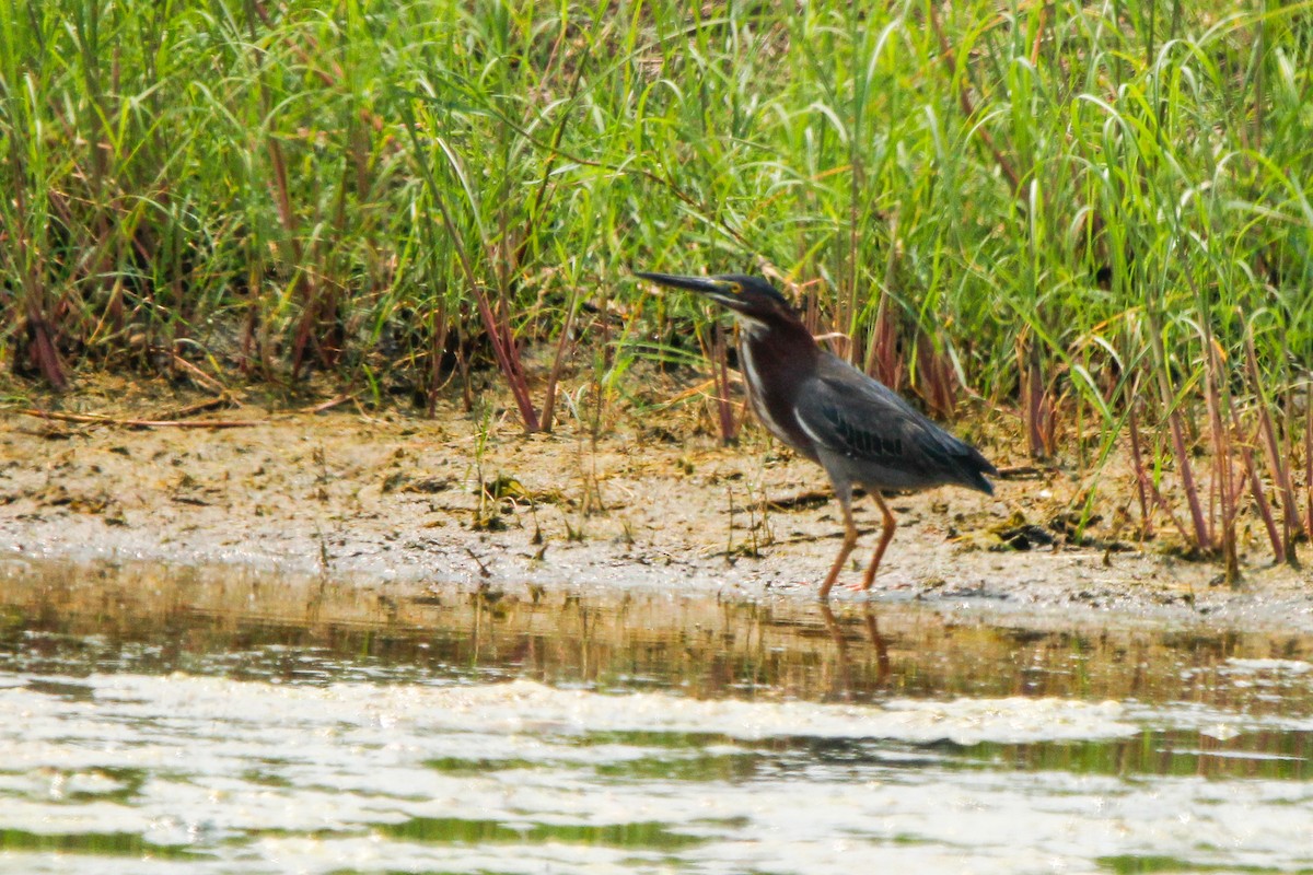 Green Heron - ML638142705