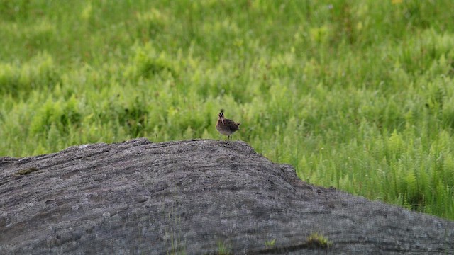 Wilson's Snipe - ML638142713