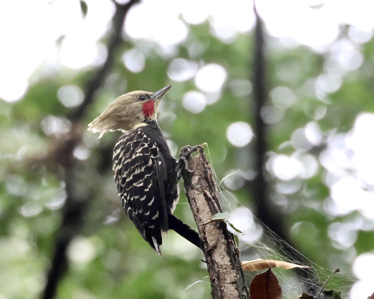 Blond-crested Woodpecker - ML638142721