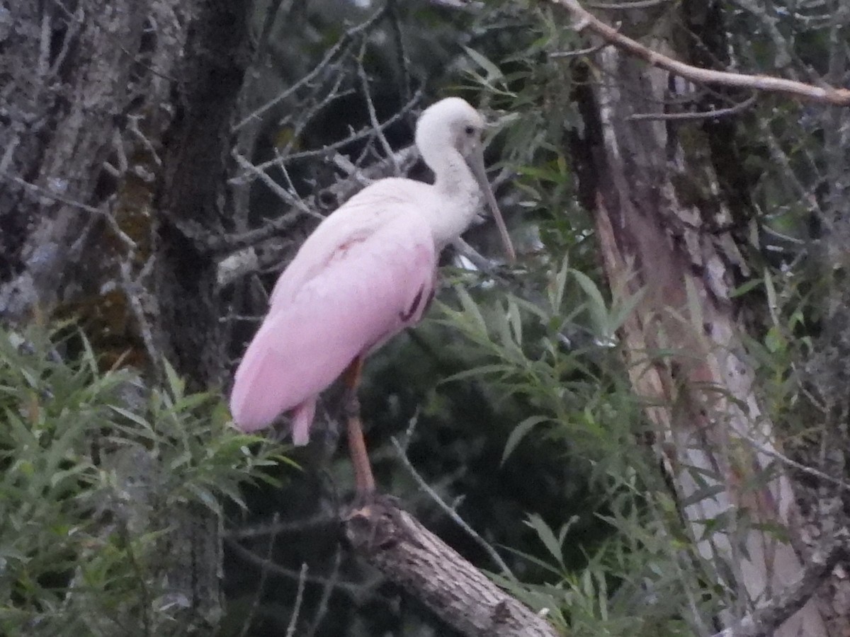 Roseate Spoonbill - ML638142729