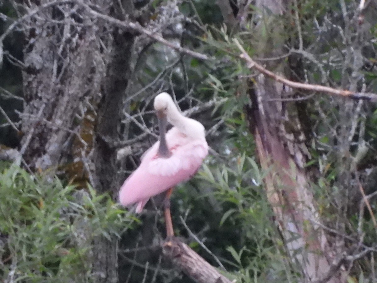 Roseate Spoonbill - ML638142731