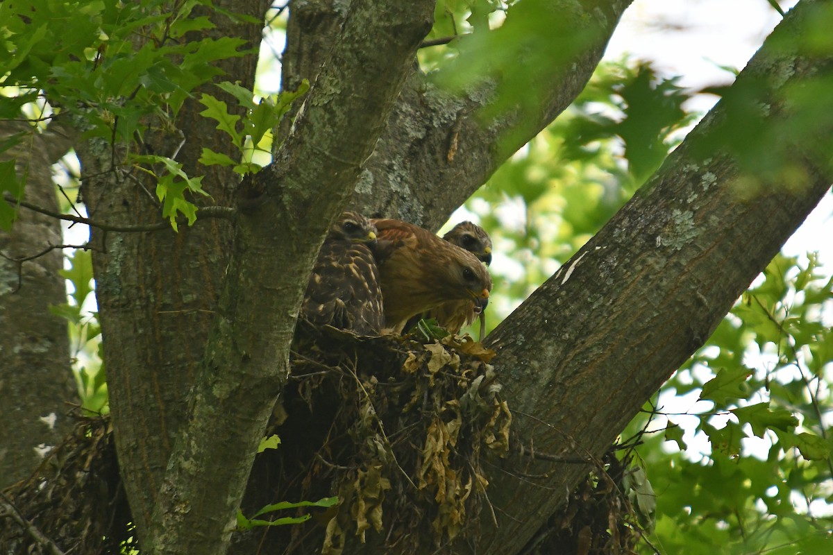 Red-shouldered Hawk - ML638142742