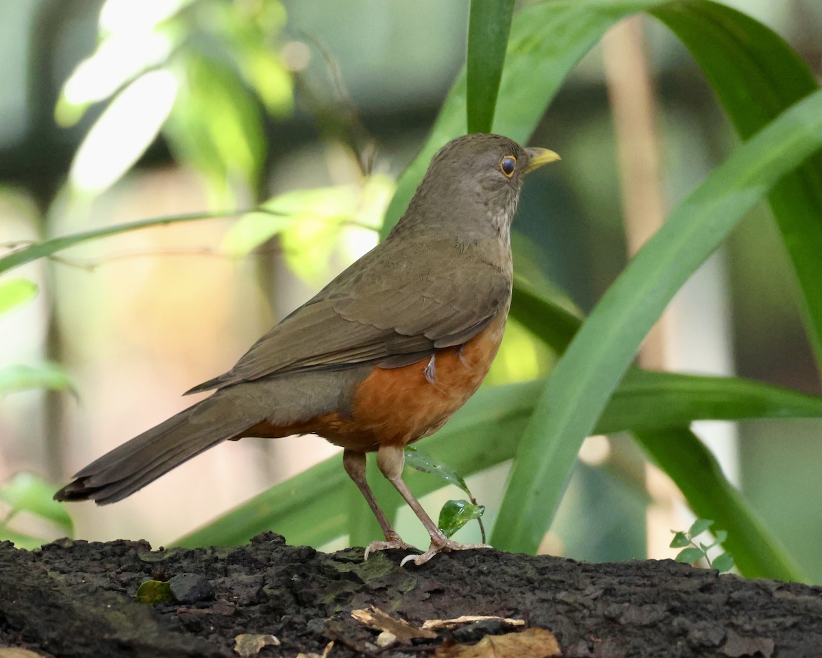 Rufous-bellied Thrush - ML638142743