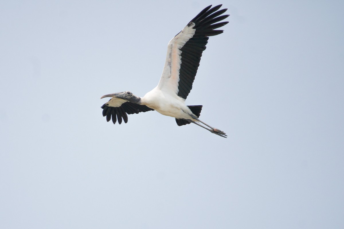 Wood Stork - ML638142746