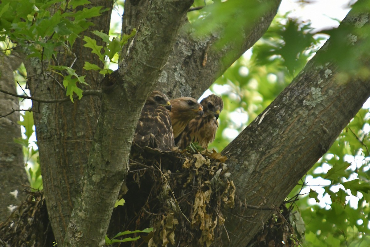 Red-shouldered Hawk - ML638142747
