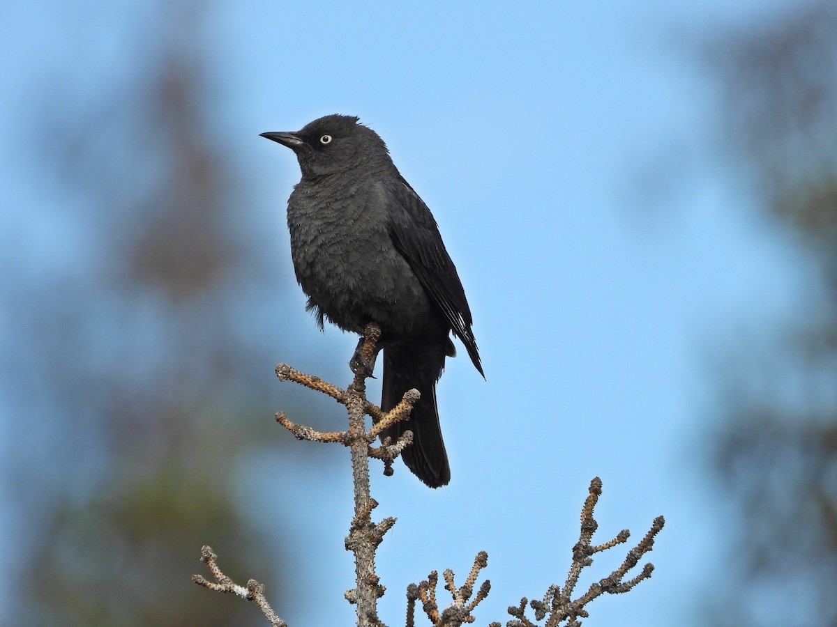 Rusty Blackbird - ML638142760