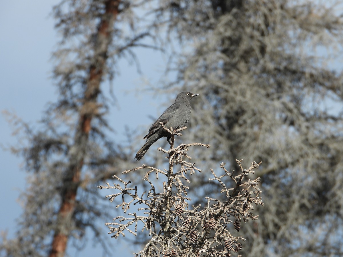 Rusty Blackbird - ML638142761