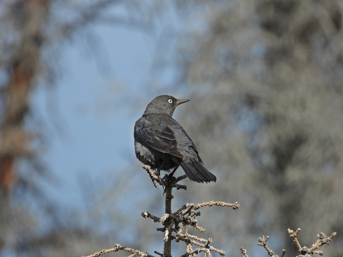 Rusty Blackbird - ML638142762
