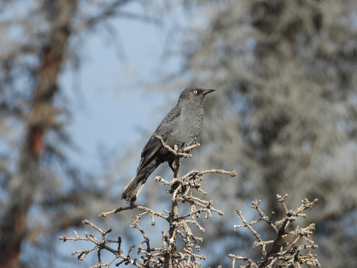 Rusty Blackbird - ML638142763