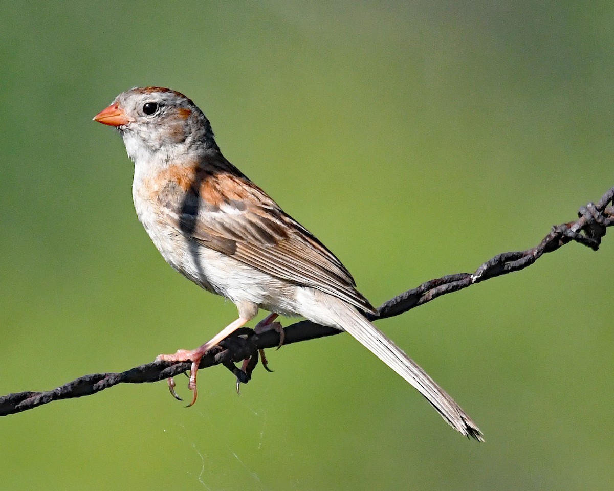 Field Sparrow - ML638142767