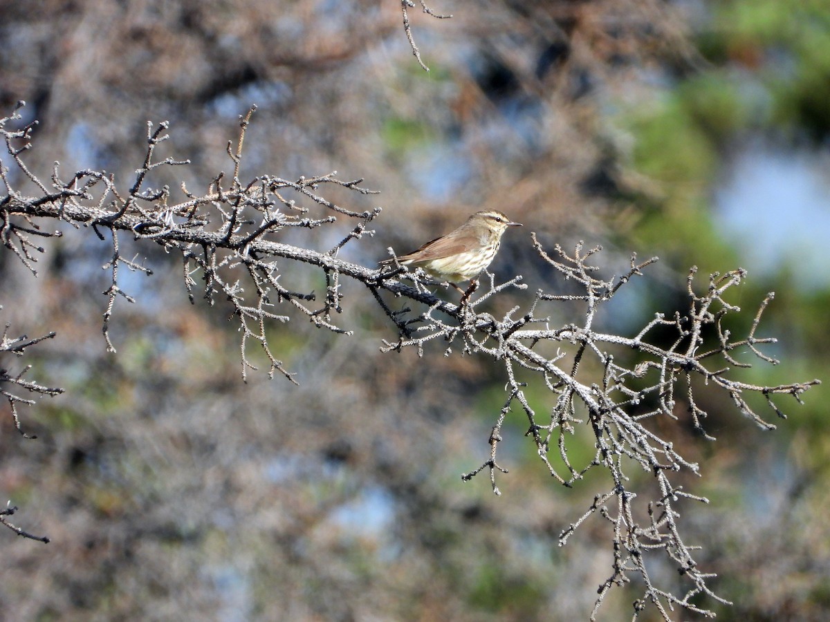 Northern Waterthrush - ML638142768