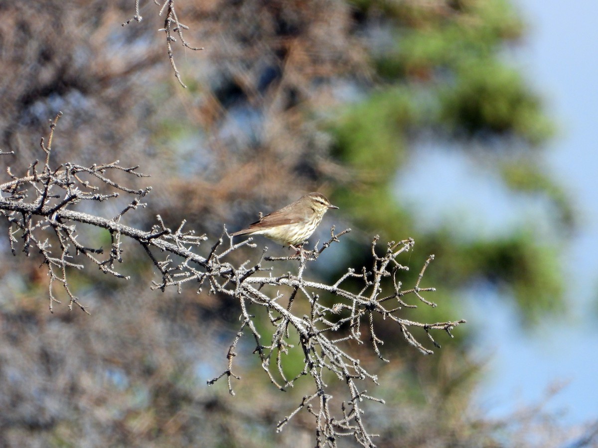 Northern Waterthrush - ML638142769