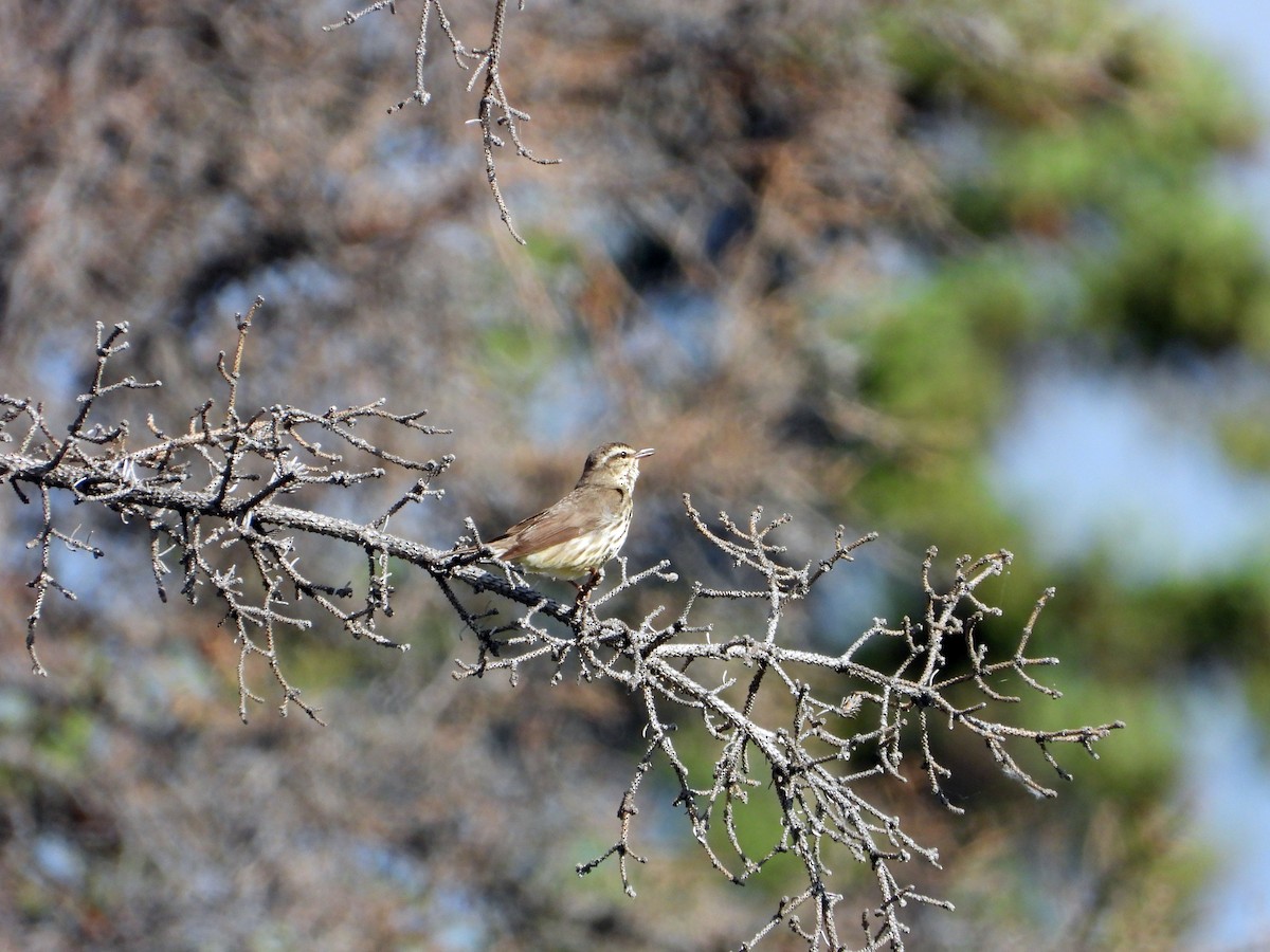 Northern Waterthrush - ML638142770