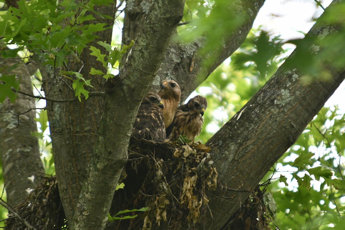 Red-shouldered Hawk - ML638142771