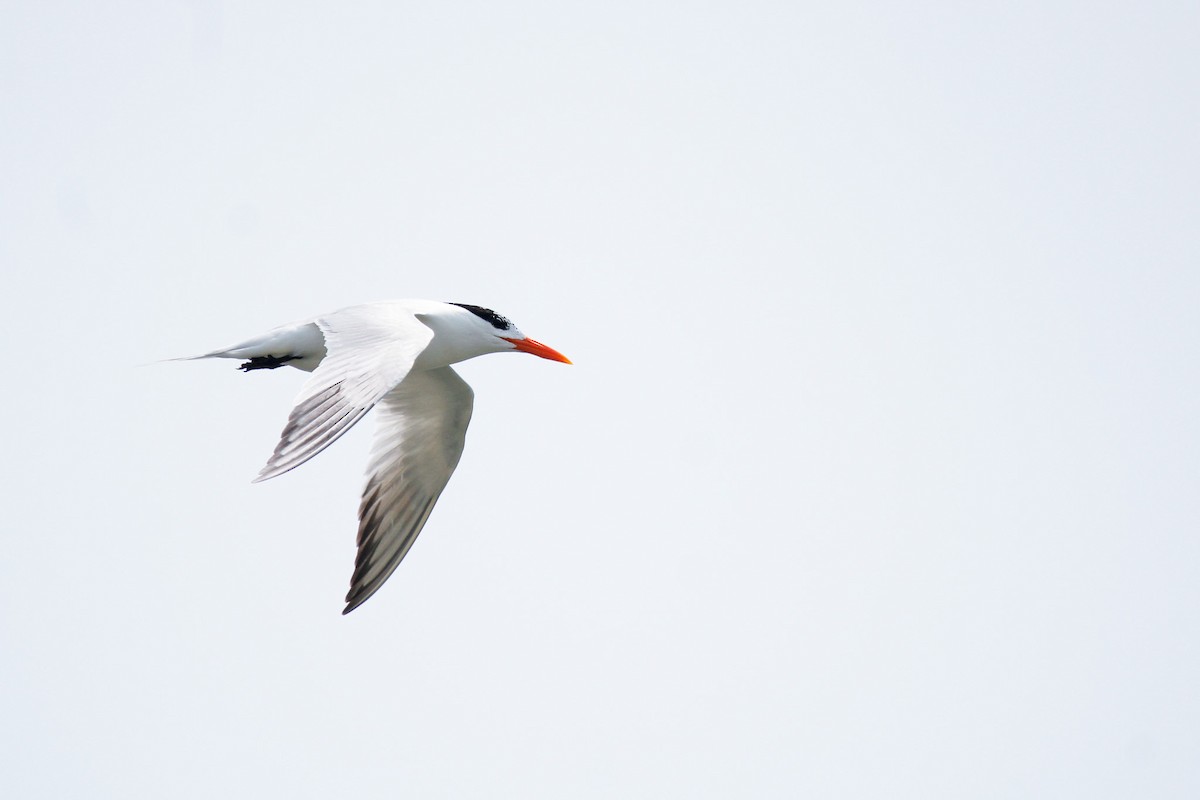 Royal Tern - ML638142772