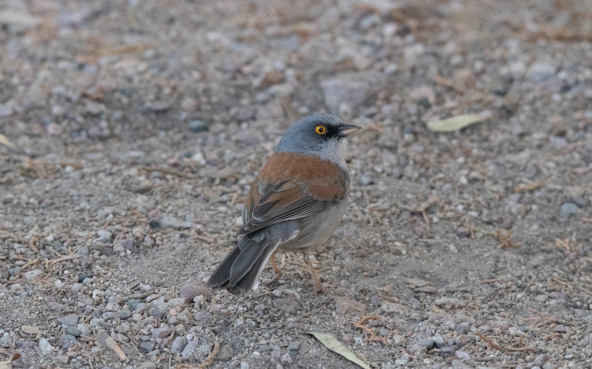 Yellow-eyed Junco - ML638142773