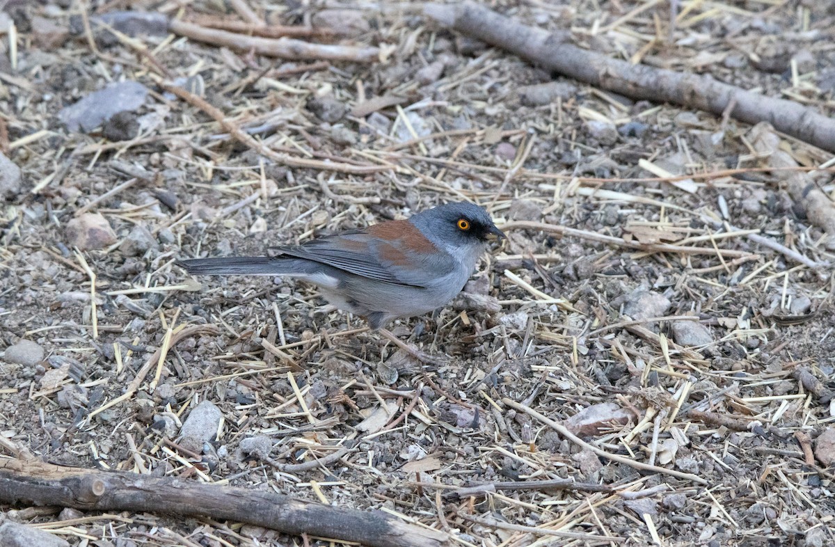 Yellow-eyed Junco - ML638142774