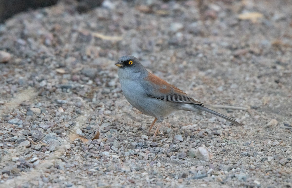 Yellow-eyed Junco - ML638142775