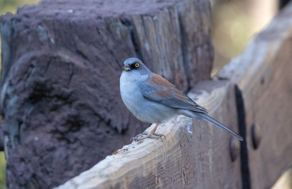 Yellow-eyed Junco - ML638142777