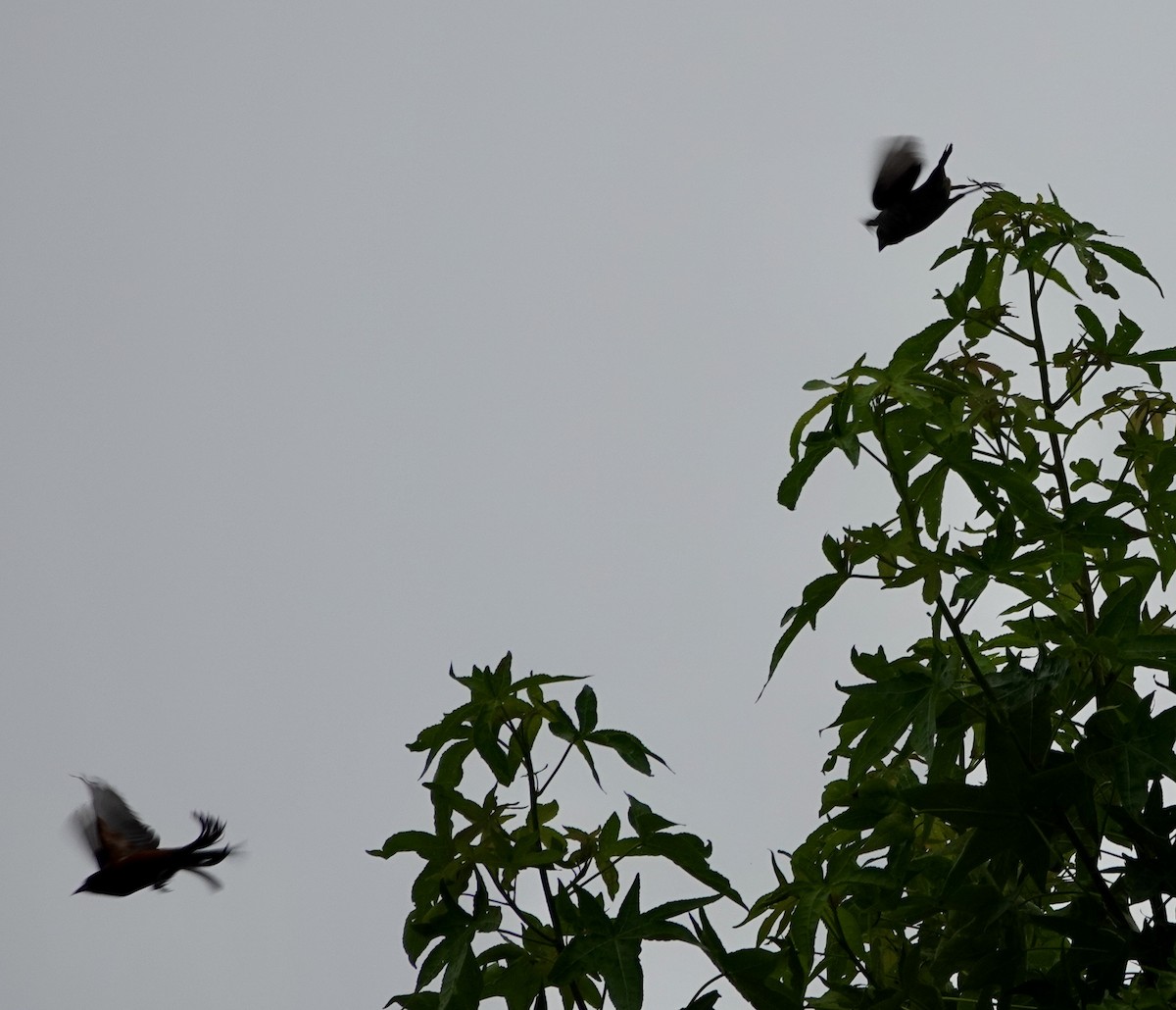 Indigo Bunting - ML638142780