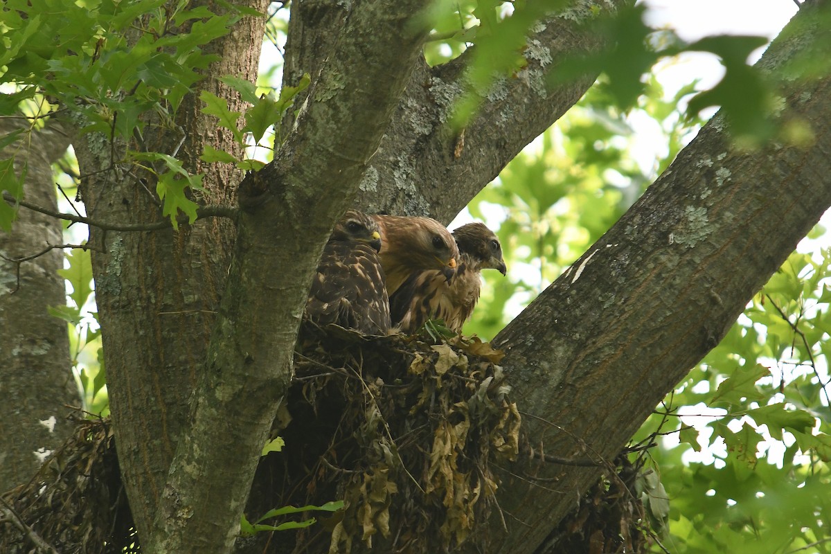 Red-shouldered Hawk - ML638142786