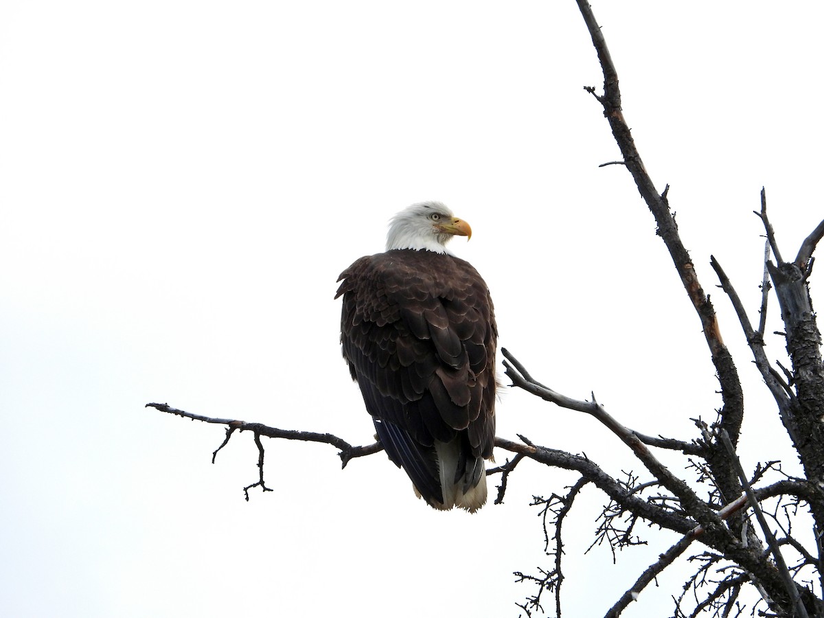 Bald Eagle - ML638142798