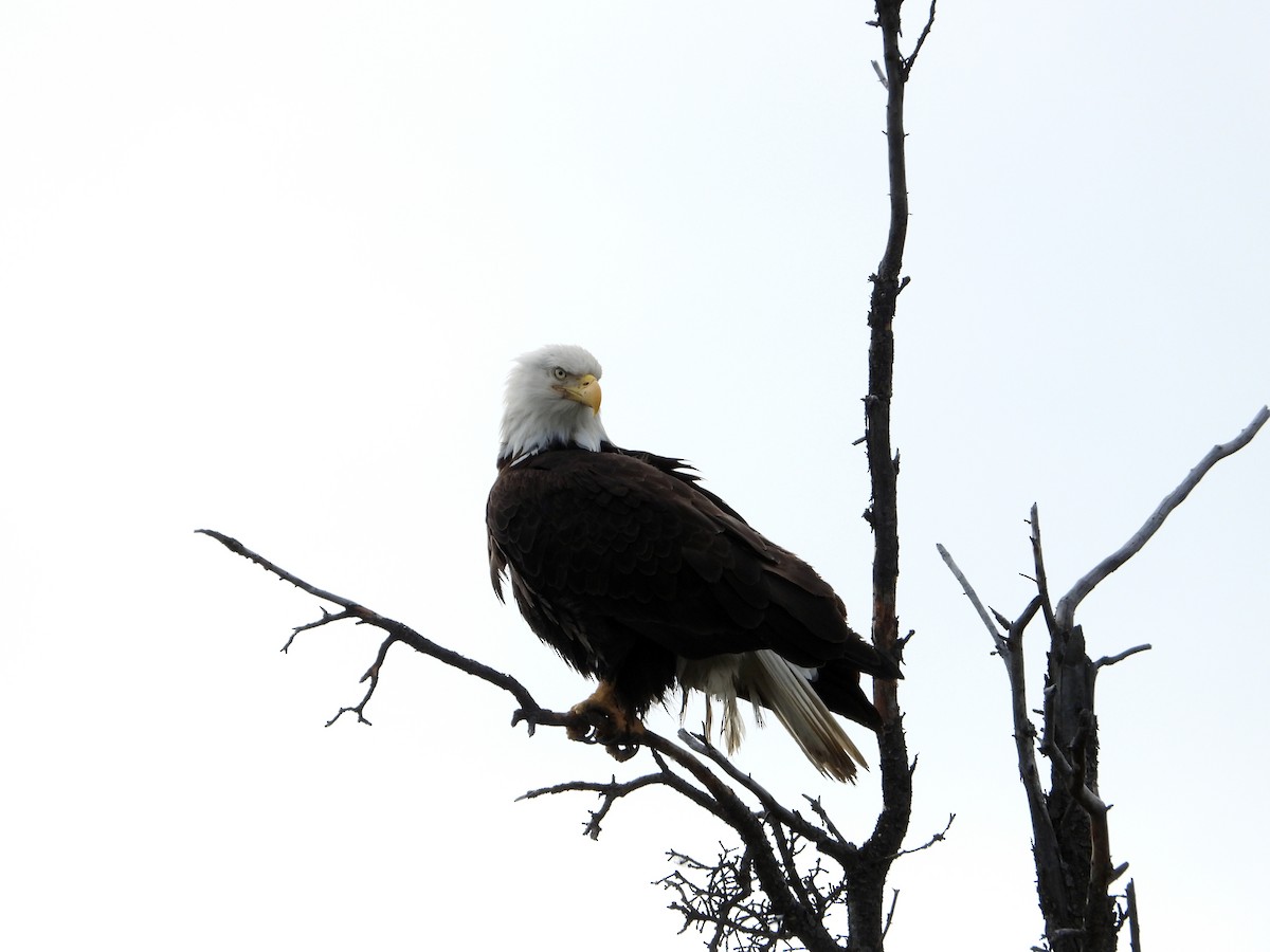 Bald Eagle - ML638142799