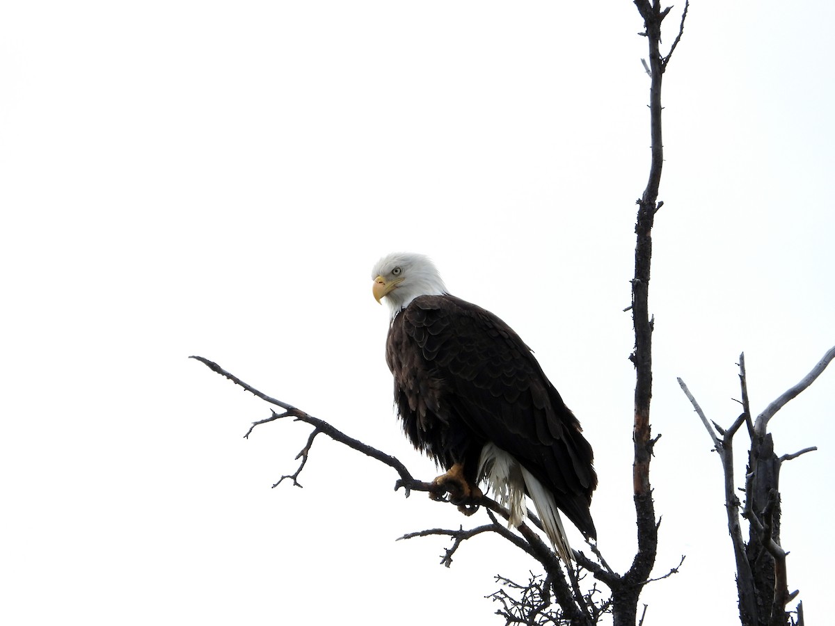 Bald Eagle - ML638142800