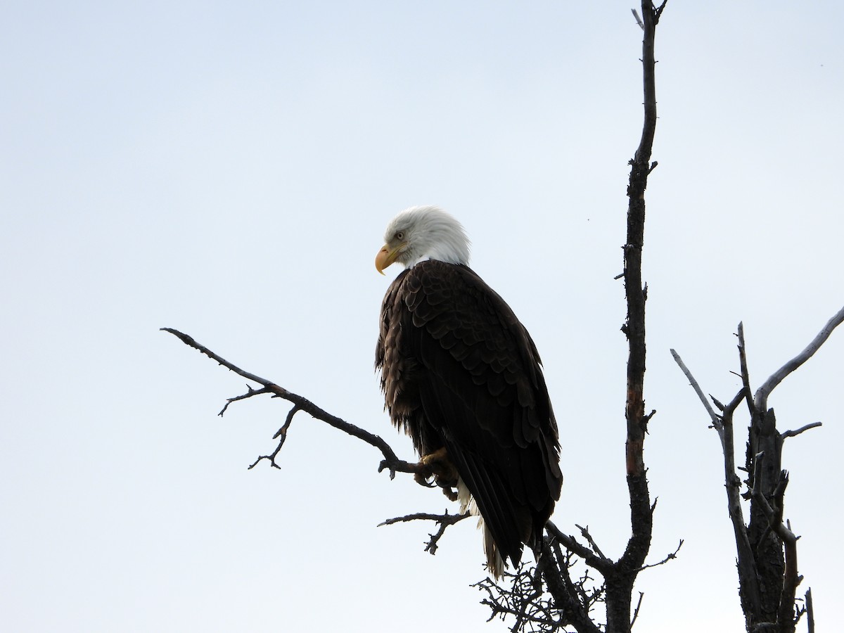 Bald Eagle - ML638142801