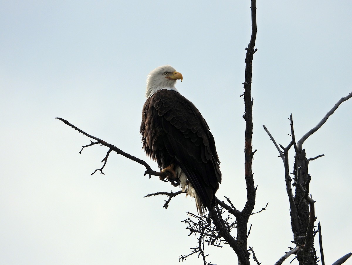 Bald Eagle - ML638142802