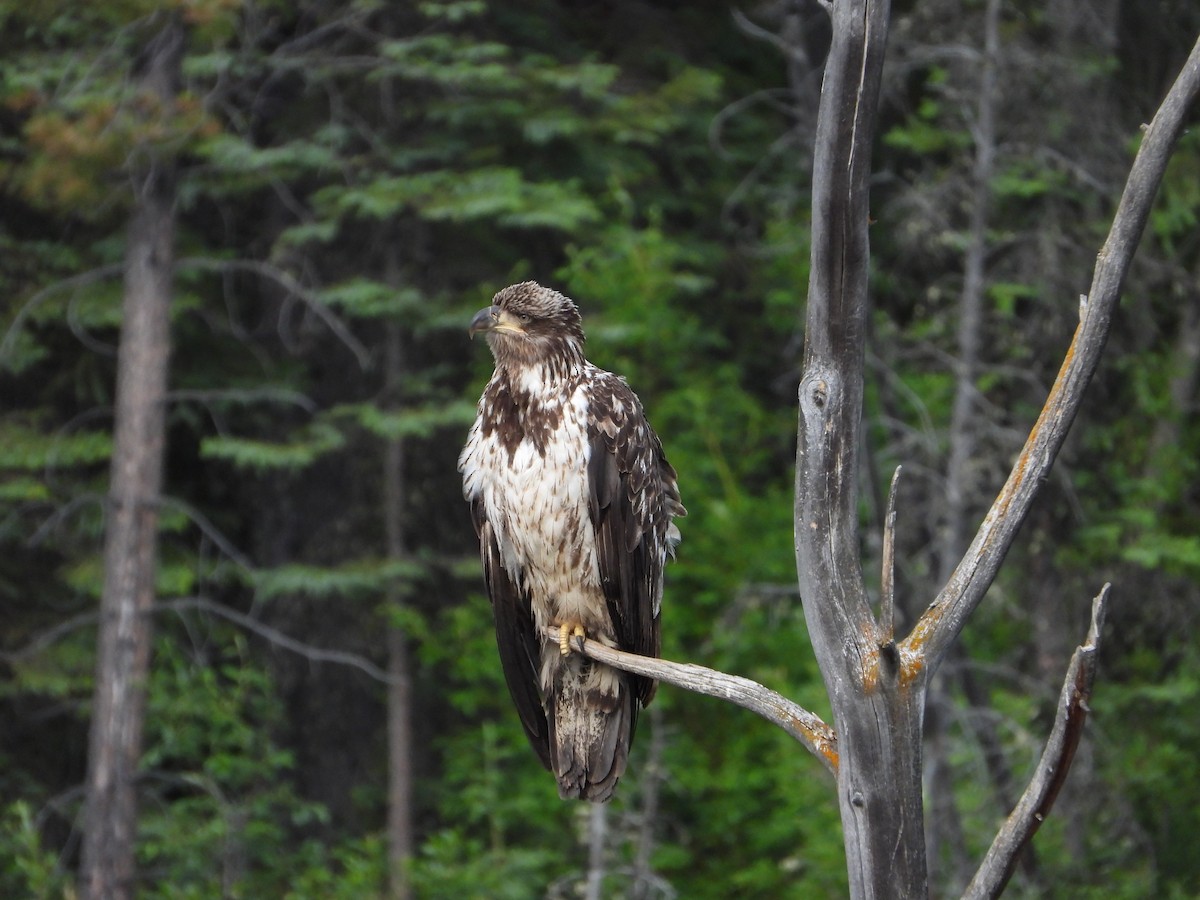 Bald Eagle - ML638142803