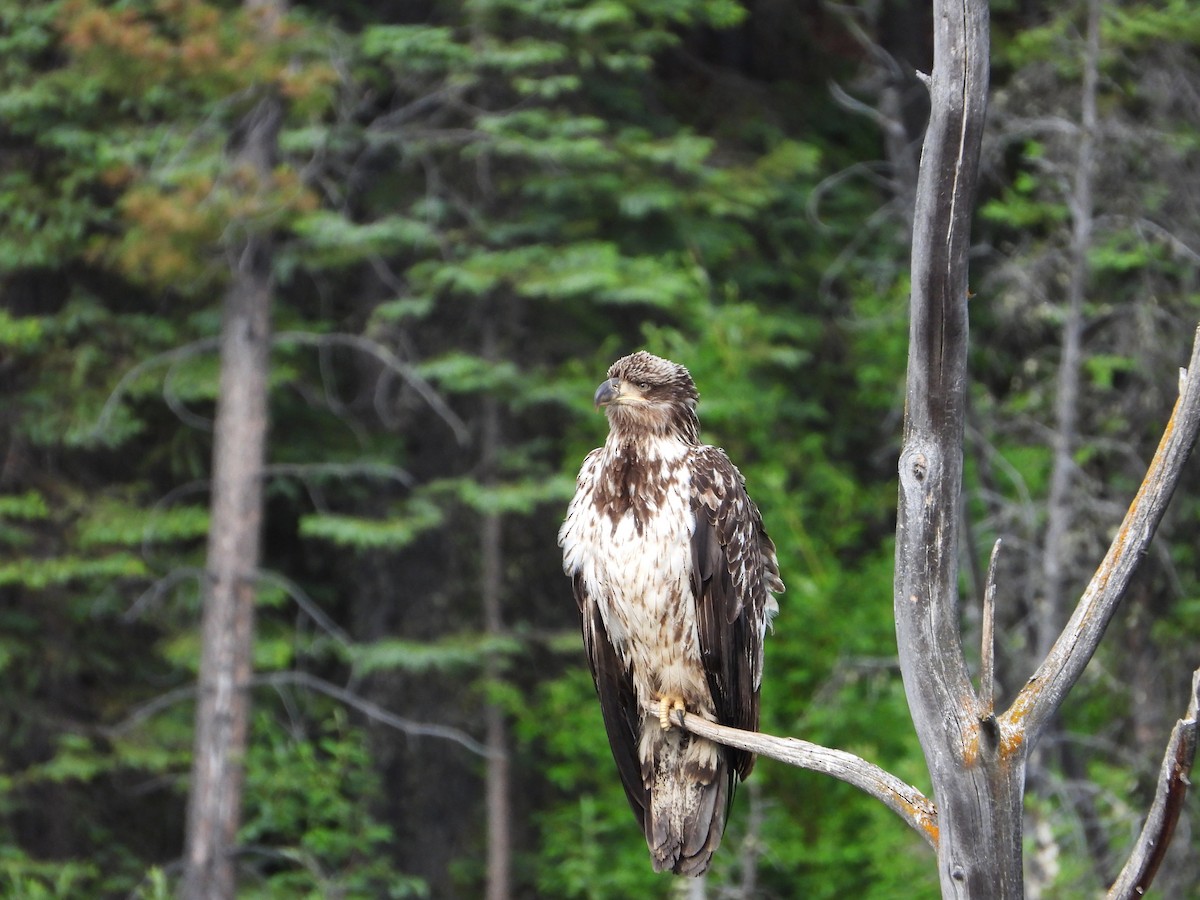 Bald Eagle - ML638142804