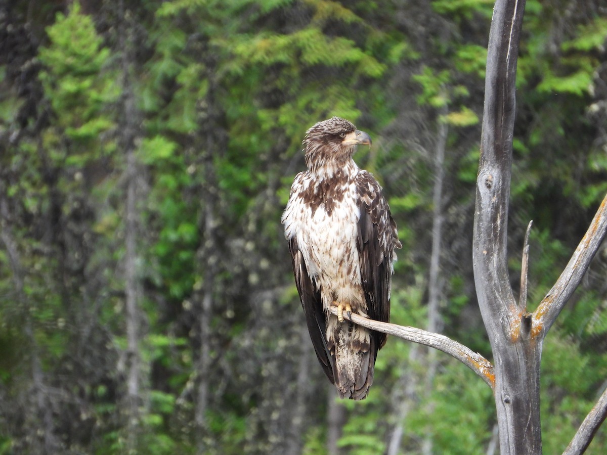 Bald Eagle - ML638142805