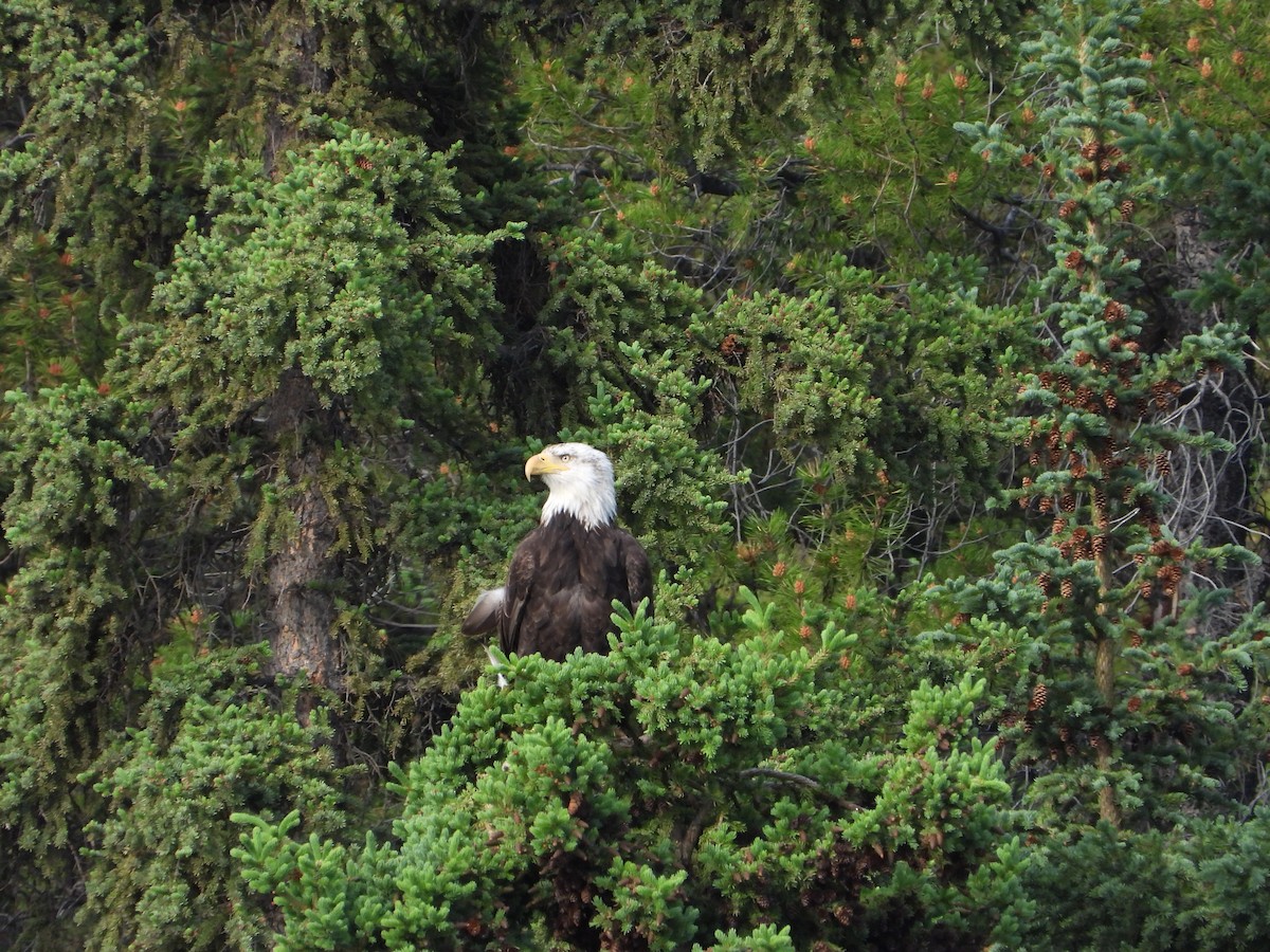 Bald Eagle - ML638142806
