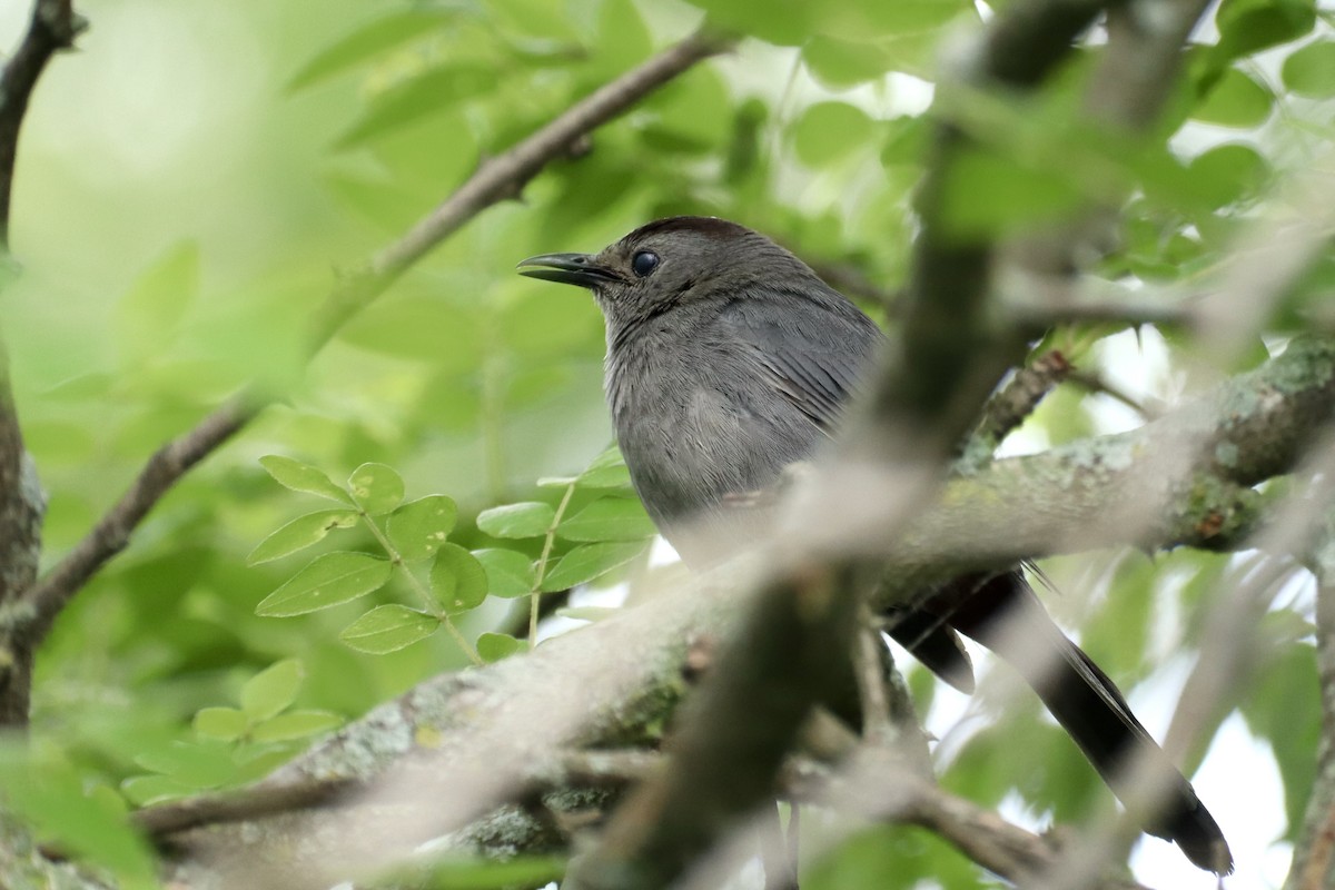 Gray Catbird - ML638142812