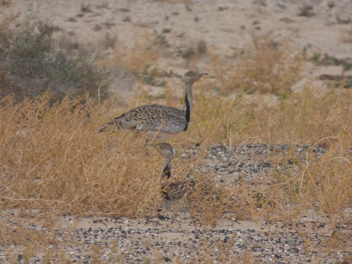 African Houbara (Canary Is.) - ML638142814