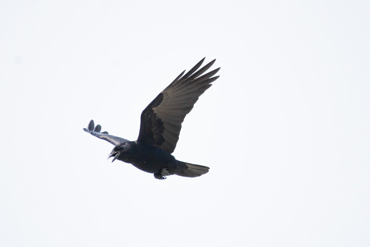 Fish Crow - ML638142828