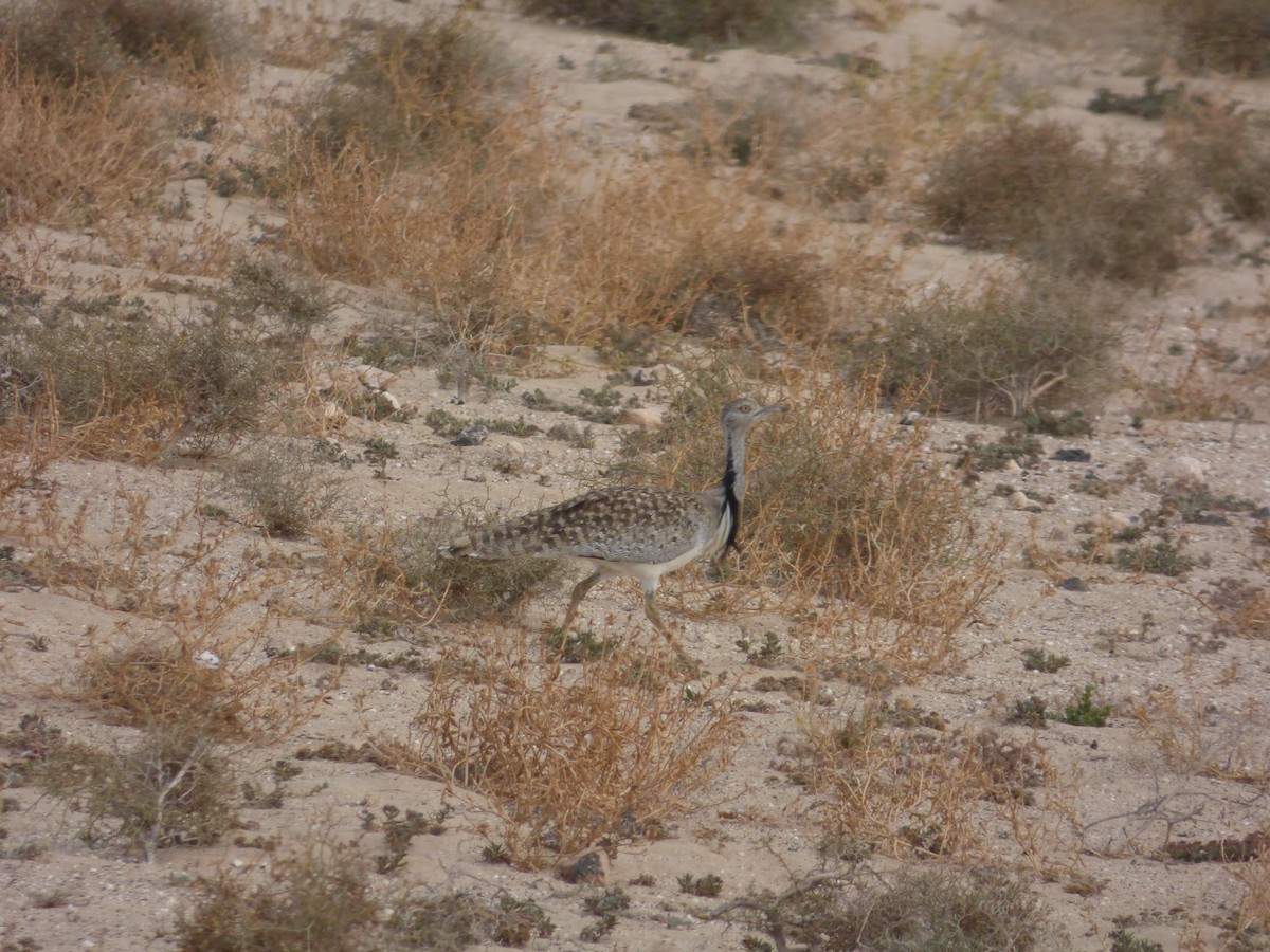 African Houbara (Canary Is.) - ML638142830