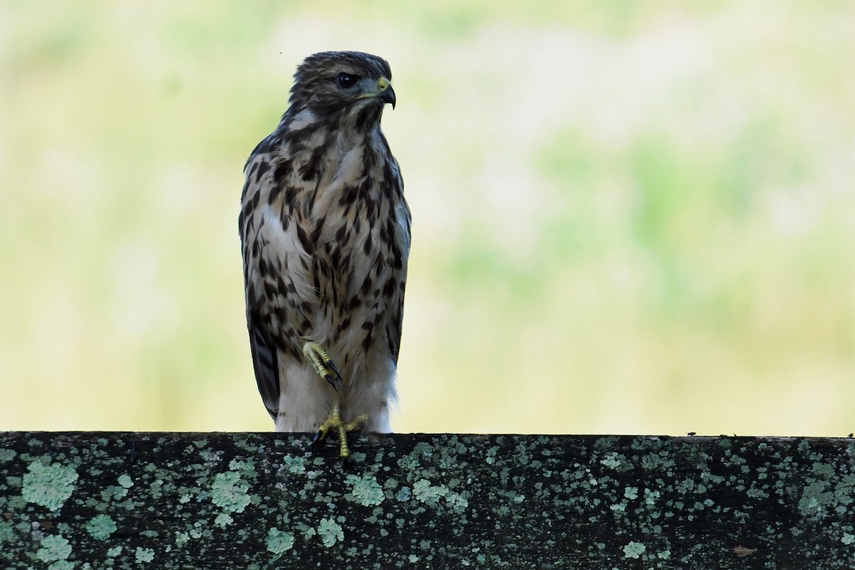 Red-shouldered Hawk - ML638142831