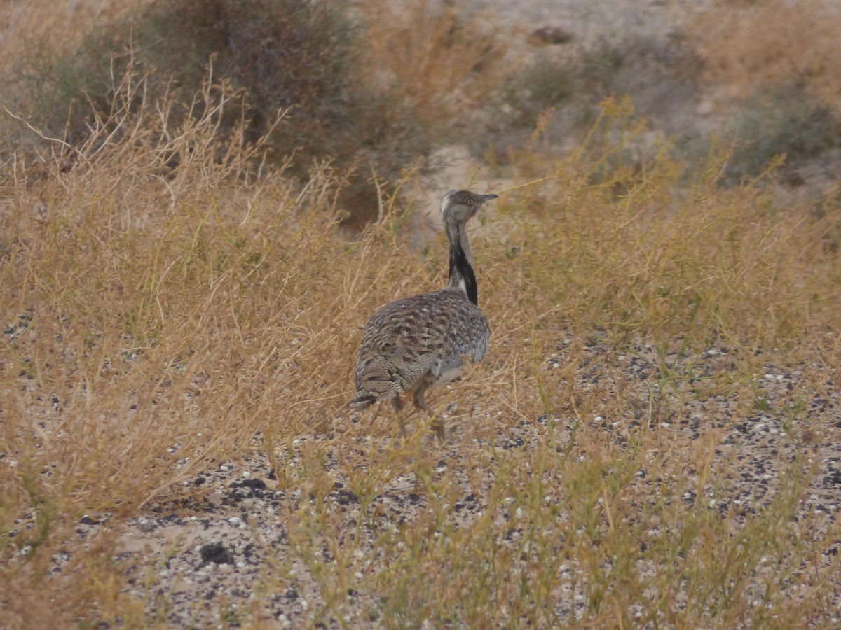 African Houbara (Canary Is.) - ML638142836