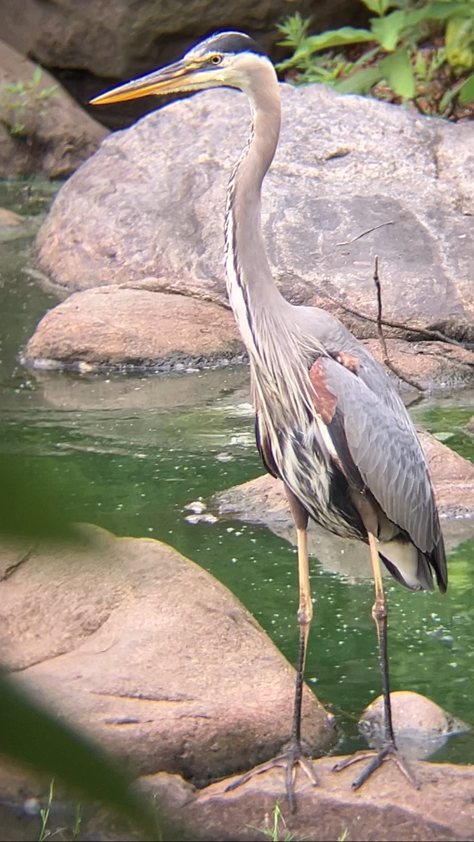 Garza Azulada - ML638142888