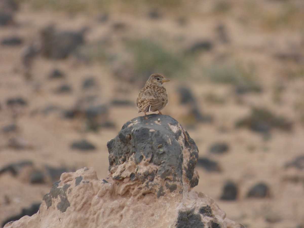 Mediterranean Short-toed Lark - ML638142891